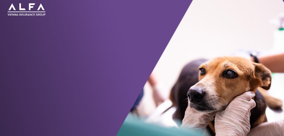 Kutya betegség lexikon