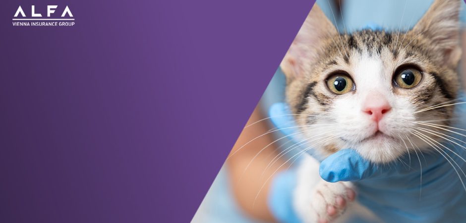 Macska betegség lexikon